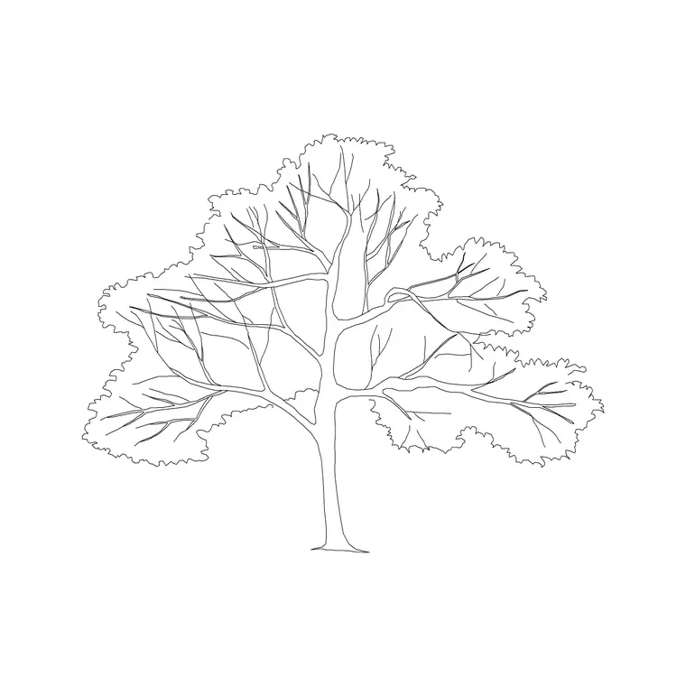 Amaltas DWG CAD block thumbnail — trees & plants drawing