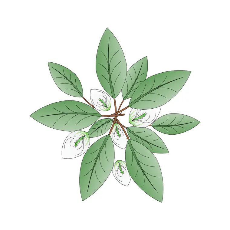 Anturio Completa DWG CAD block thumbnail — trees & plants drawing