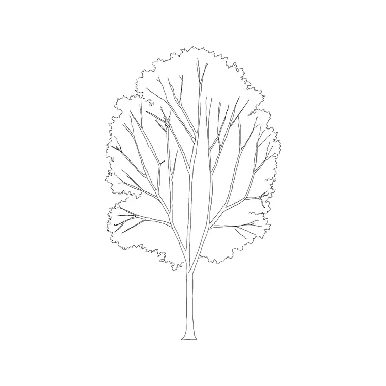 Bahera DWG CAD block thumbnail — trees & plants drawing