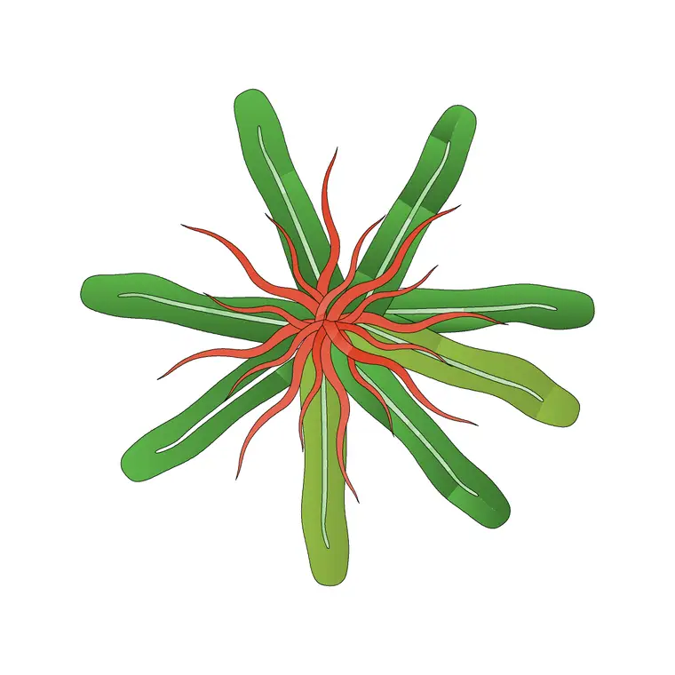Bromélia Maior DWG CAD block thumbnail — trees & plants drawing