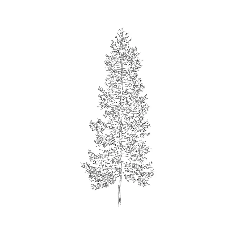 Coniferous Tree (15) DWG CAD block thumbnail — trees & plants drawing