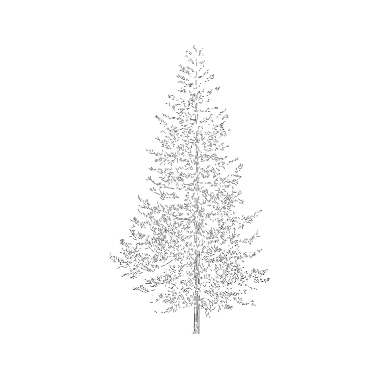 Coniferous Tree (22) DWG CAD block thumbnail — trees & plants drawing