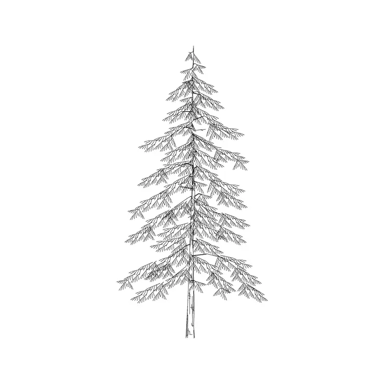 Coniferous Tree Thin Long DWG CAD block thumbnail — trees & plants drawing