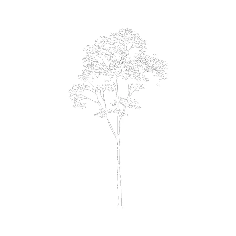 Deciduous Trees (11) DWG CAD block thumbnail — trees & plants drawing