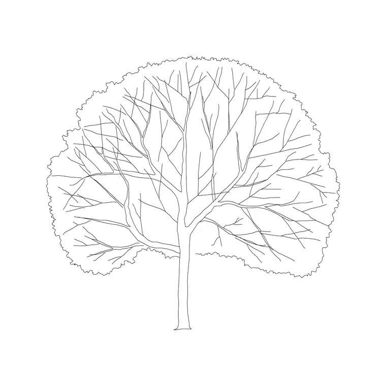 Neem DWG CAD block thumbnail — trees & plants drawing