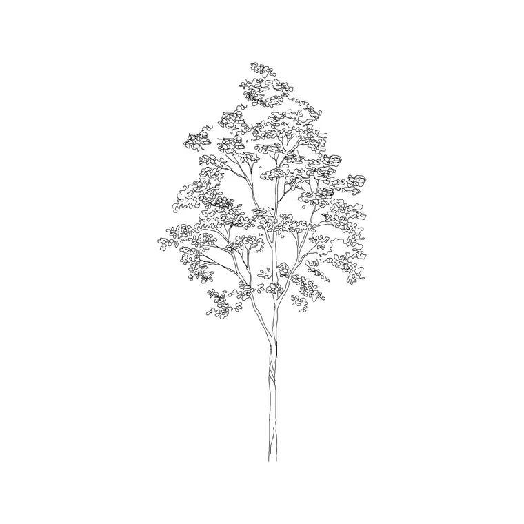Oak Tree Ele (7) DWG CAD block thumbnail — trees & plants drawing
