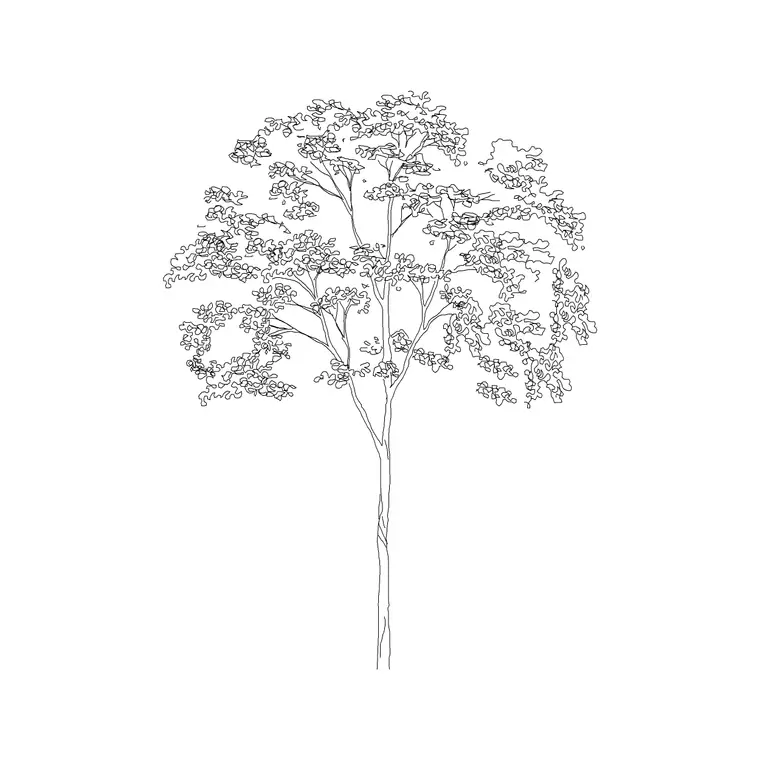 Oak Tree Ele (8) DWG CAD block thumbnail — trees & plants drawing