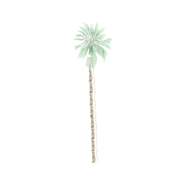 Palm Tree Front Ele (4) DWG CAD block thumbnail — trees & plants drawing