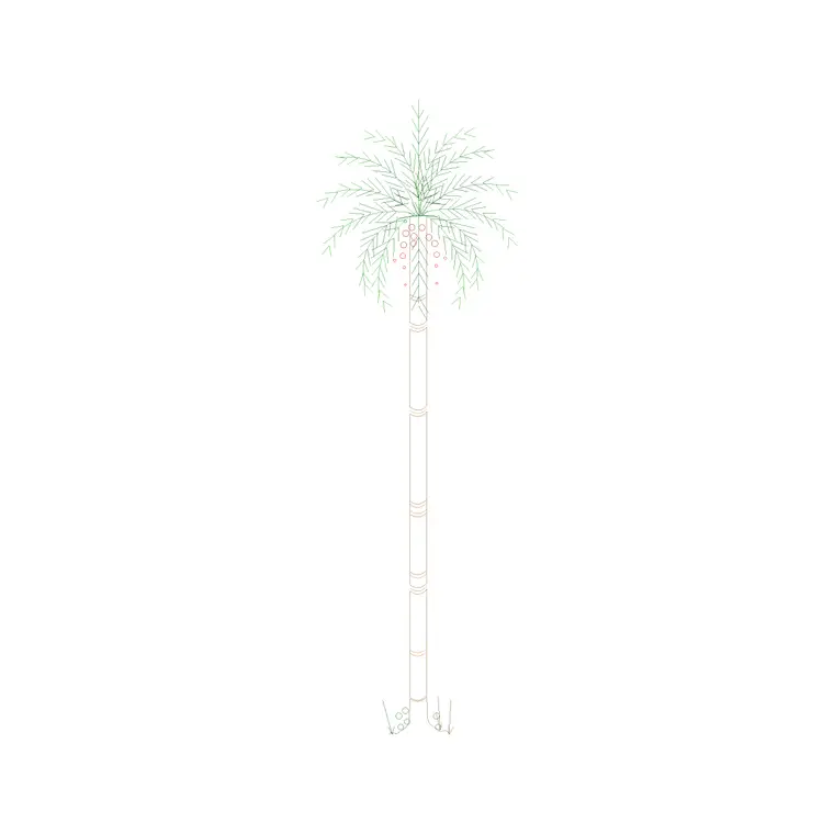 Palm Tree Front Ele (5) DWG CAD block thumbnail — trees & plants drawing