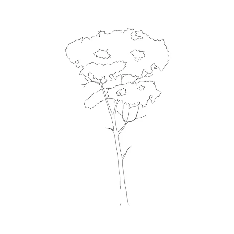 Pine Elevation 2 DWG CAD block thumbnail — trees & plants drawing