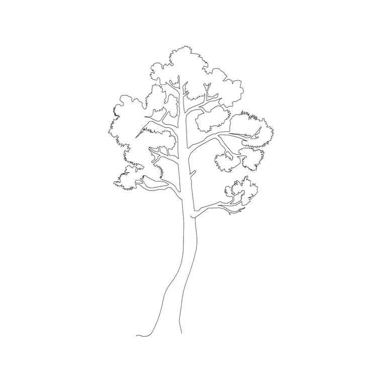 Pine Elevation 4 DWG CAD block thumbnail — trees & plants drawing