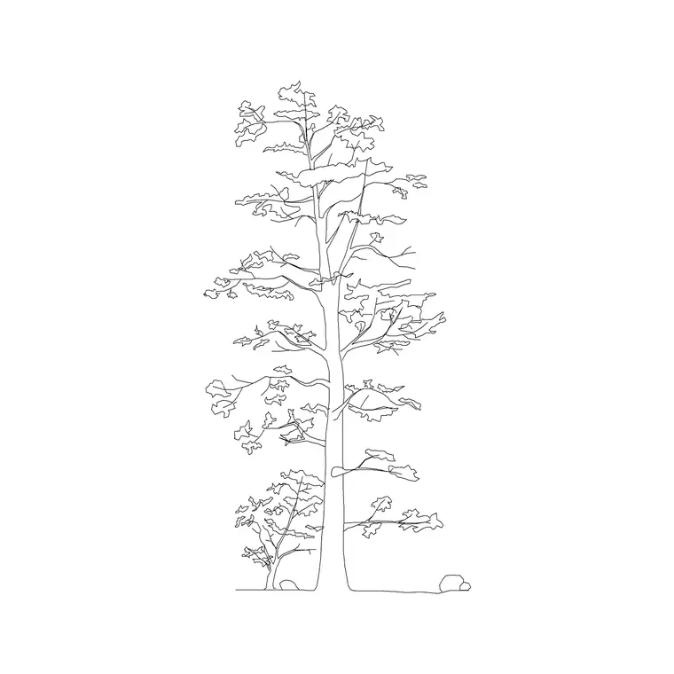 Pine Elevation 5 DWG CAD block thumbnail — trees & plants drawing
