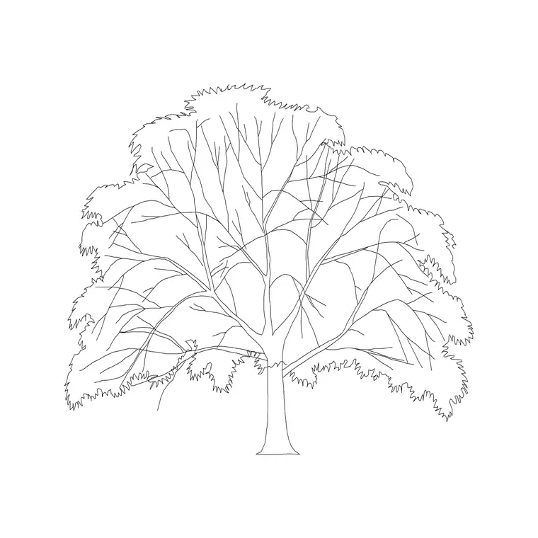 Putranjiva DWG CAD block thumbnail — trees & plants drawing