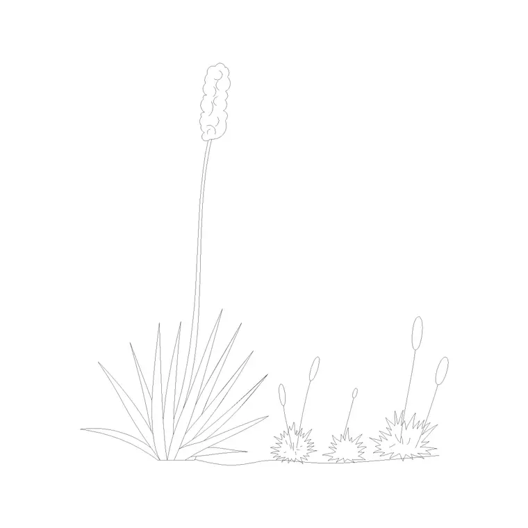 Shrubs (25) DWG CAD block thumbnail — trees & plants drawing