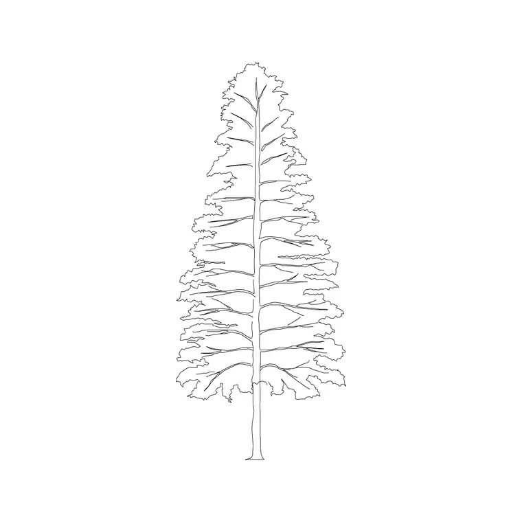 Silvr Oak DWG CAD block thumbnail — trees & plants drawing