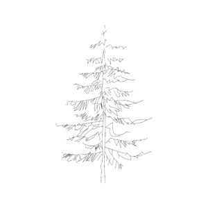 Coniferous Tree Type 17