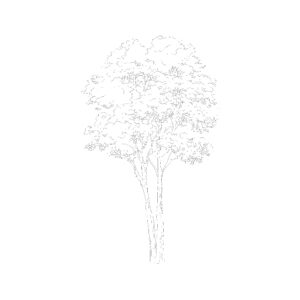 Tree Type 7