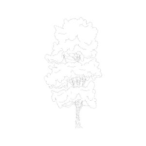 Tree Type 16