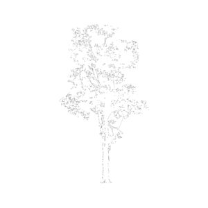 Tree Type 8