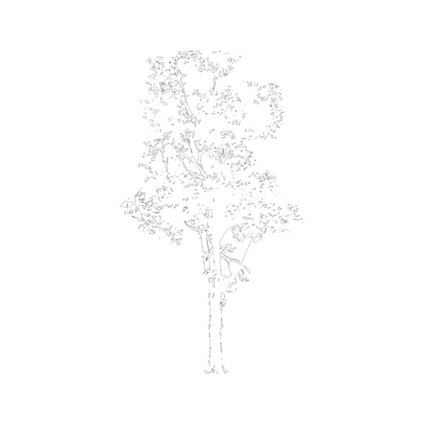 Tree Type 8