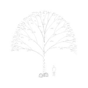 Tree Type 9